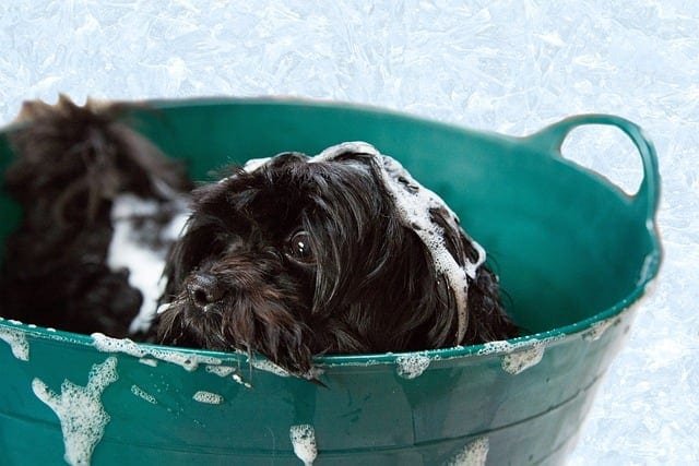 Arm & Hammer Super Deodorizing Dog Shampoo